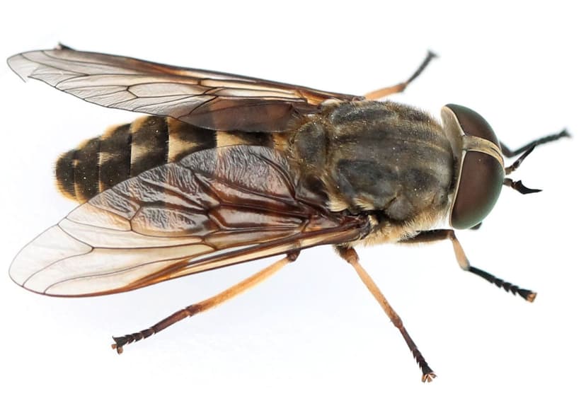 تابانیده(مگس اسب و گوزن)