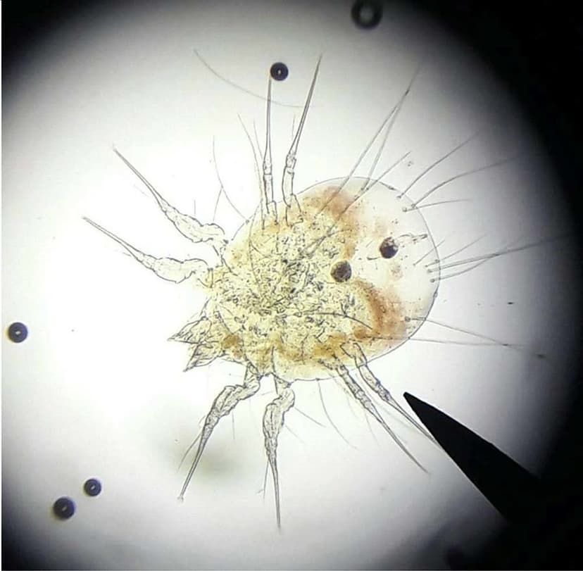 جنس تیروفاگوس