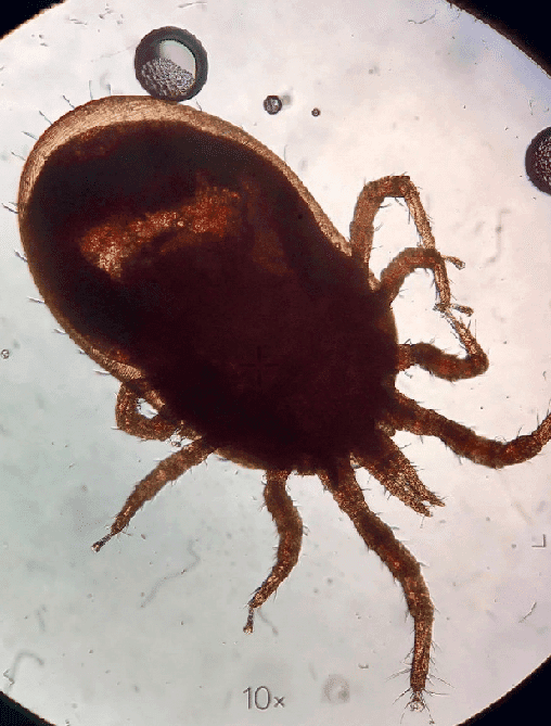 جنس درمانیسوس