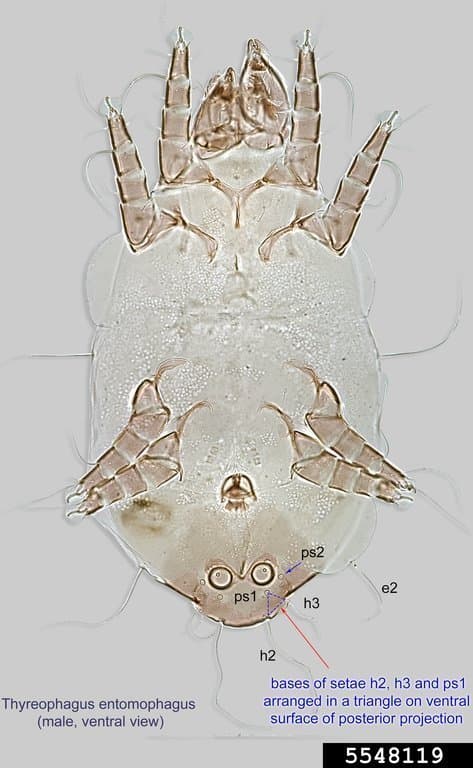 جنس تیروفاگوس