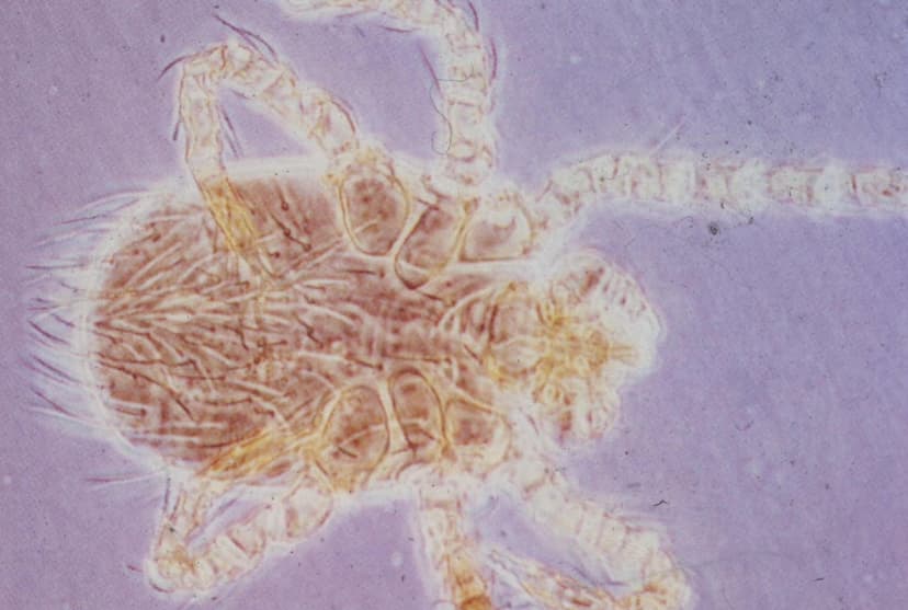 جنس ترومبیکولا