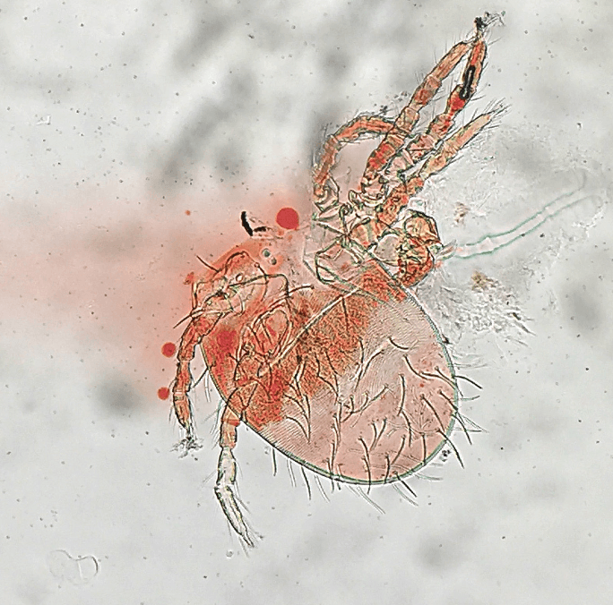 جنس ترومبیکولا