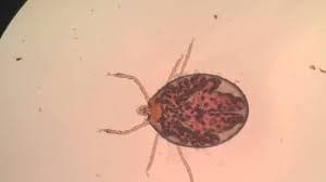 جنس ترومبیکولا