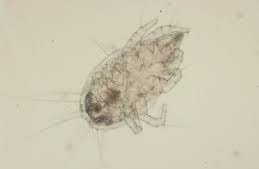 جنس تیروفاگوس