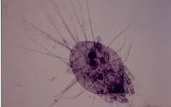 جنس تیروفاگوس