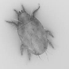 جنس تیروفاگوس