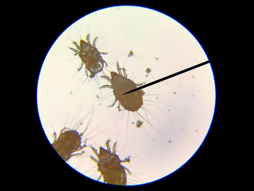 جنس تیروفاگوس