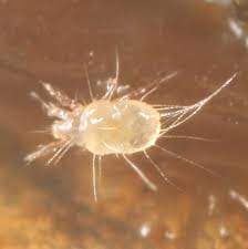 جنس تیروفاگوس