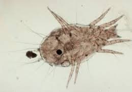 جنس تیروفاگوس