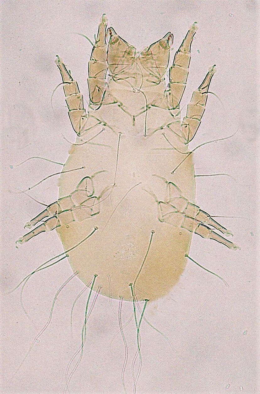 جنس تیروفاگوس