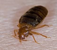 سیمکس لکتولاریوس