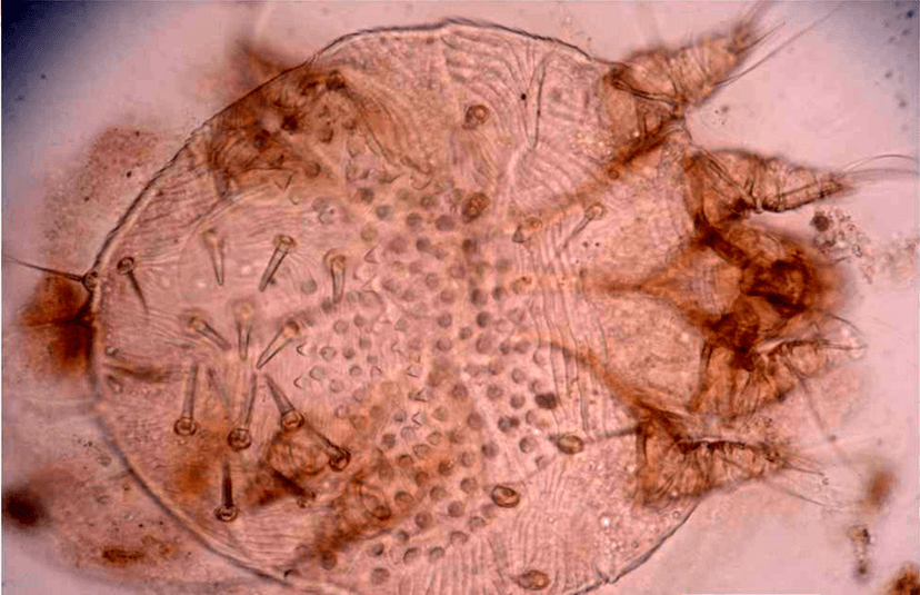 جنس سارکوپت