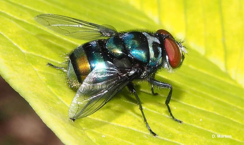 کالیفوریده-کرایزومیا