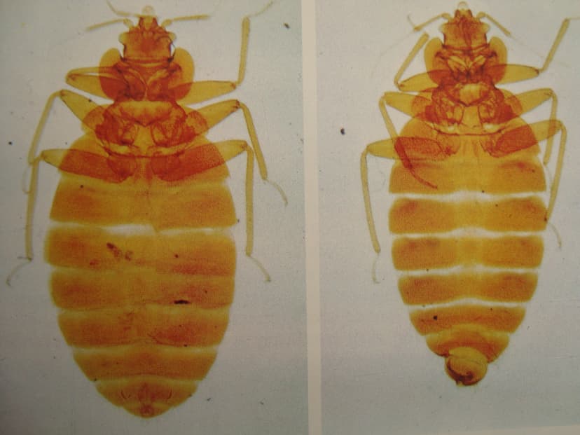 سیمکس لکتولاریوس