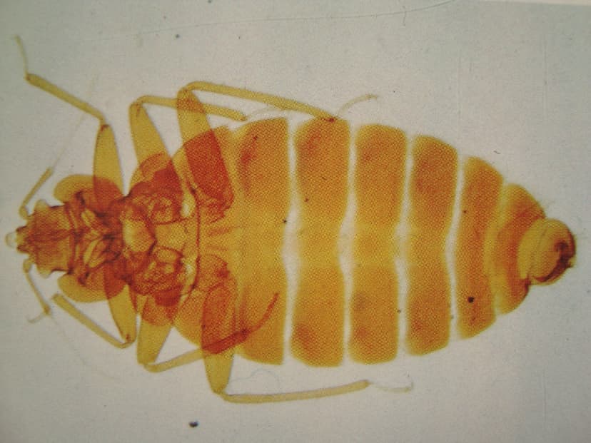 سیمکس لکتولاریوس