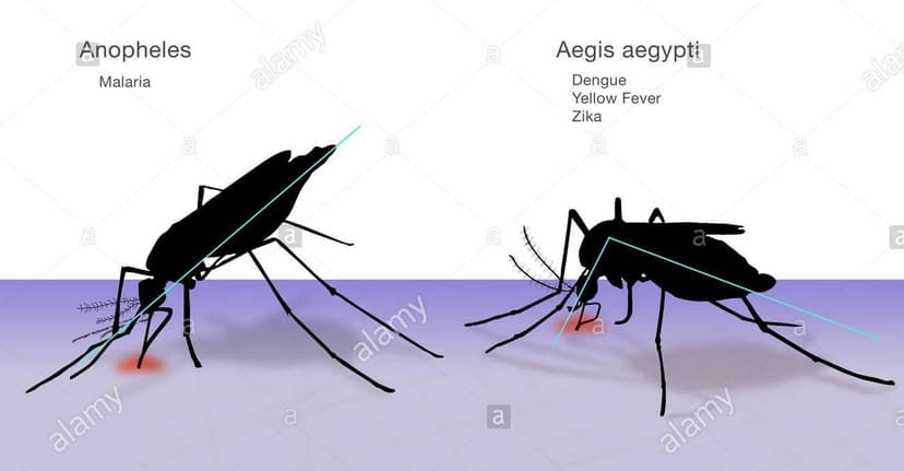 مقایسه مرفولوژیک پشه‌ها