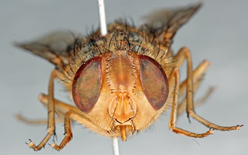 کالیفوریده-کوردیلوبیا