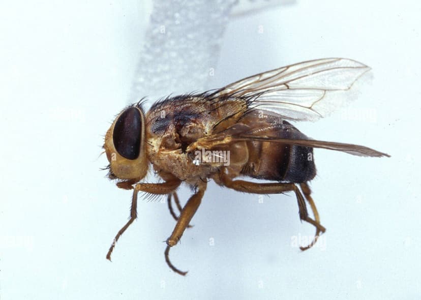 کالیفوریده-کوردیلوبیا