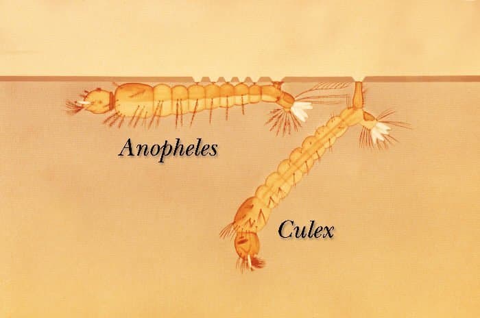 مقایسه مرفولوژیک پشه‌ها