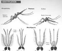 مقایسه مرفولوژیک پشه‌ها