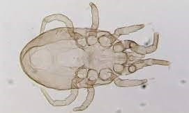 جنس درمانیسوس