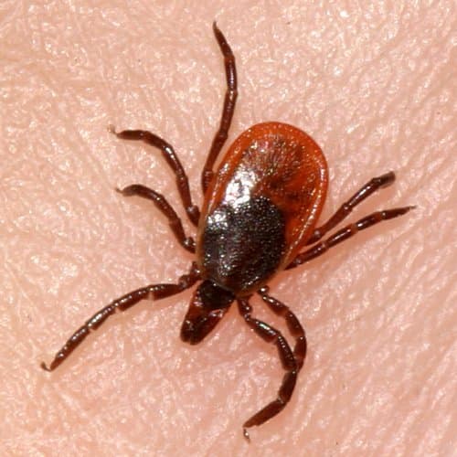 جنس ایکسودس