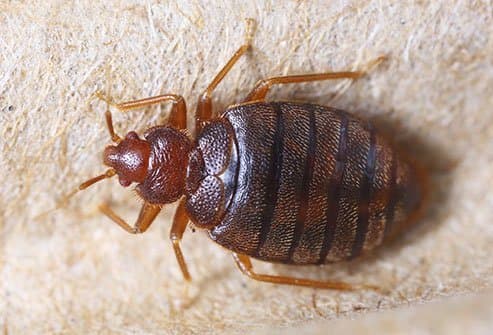 سیمکس لکتولاریوس