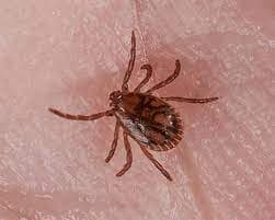 جنس همافیزالیس