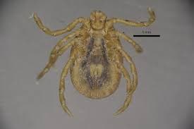 جنس همافیزالیس