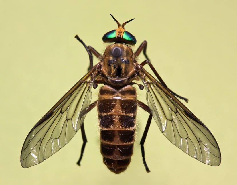 تابانیده(مگس اسب و گوزن)