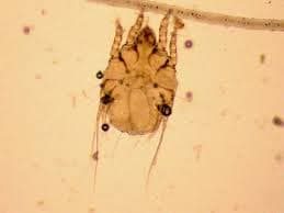 جنس سارکوپت