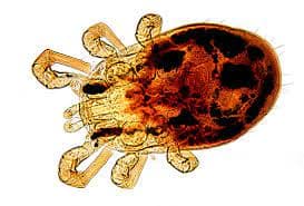 جنس درمانیسوس