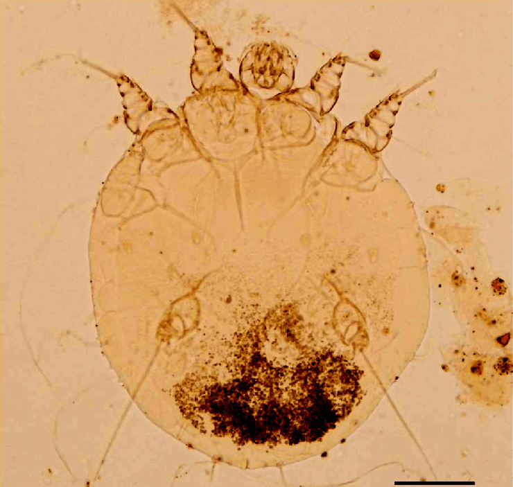 جنس سارکوپت