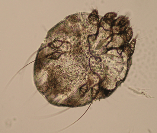 جنس سارکوپت