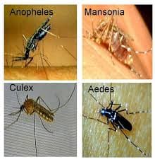 مقایسه مرفولوژیک پشه‌ها