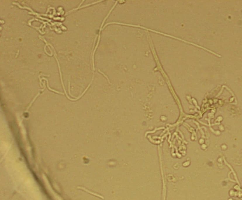 اوئیدیودندرون