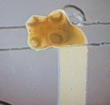 تنیا ساژیناتا