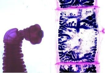 تنیا ساژیناتا