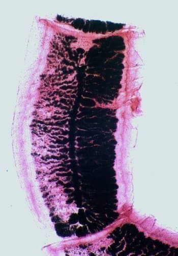 تنیا ساژیناتا