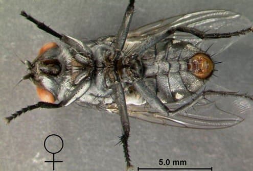 سارکوفاژیده(مگس گوشت)