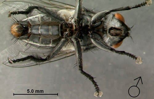 سارکوفاژیده(مگس گوشت)