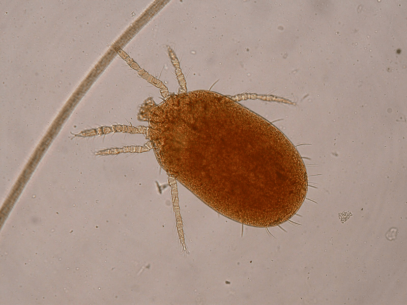 جنس ترومبیکولا