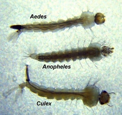 مقایسه مرفولوژیک پشه‌ها