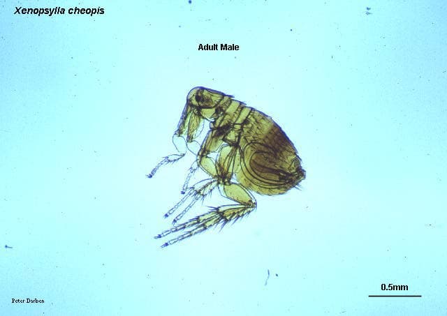 گزنوپسیلا کئوپیس