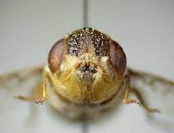 استروس اویس(مگس گوسفند)