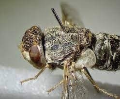 استروس اویس(مگس گوسفند)