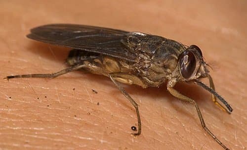 مگس تسه تسه-گلوسینا