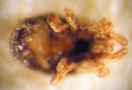 جنس اورنیتونیسوس