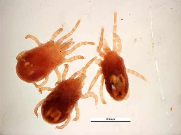 جنس اورنیتونیسوس