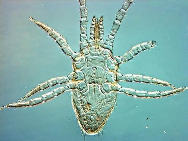 جنس اورنیتونیسوس